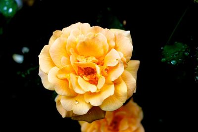 Close-up of yellow rose