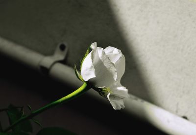 Close-up of white rose