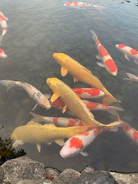 Fish swimming in pond