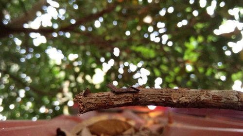 Close-up of lizard on tree against sky