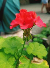 Close-up of red flowering plant