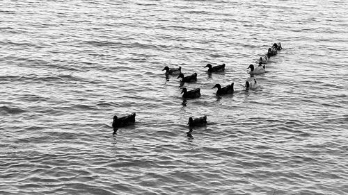 Ducks swimming in water