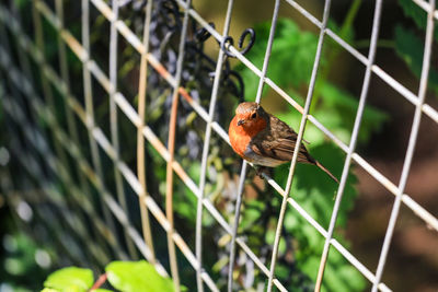 Robin perching on fence