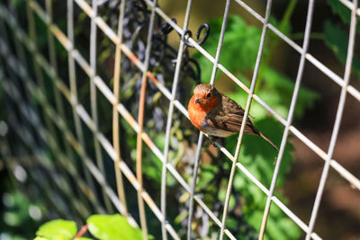 Bird perching on wall