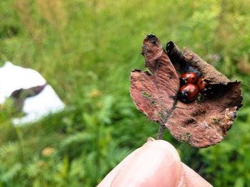 Cropped hand holding dry leaf with ladybugs