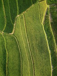 Aerial panorama of agrarian rice fields landscape like a terraced rice fields ubud bali indonesia