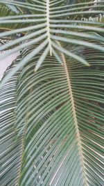 Full frame shot of palm trees