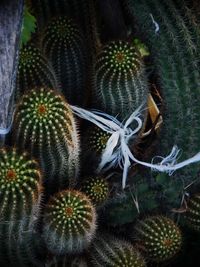 High angle view of cactus plant