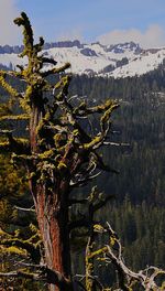 Tree by mountains against sky