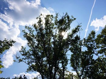 Low angle view of trees against sky