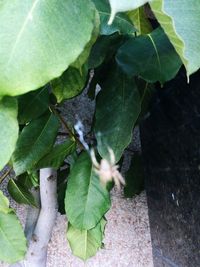 Close-up of green leaves on plant