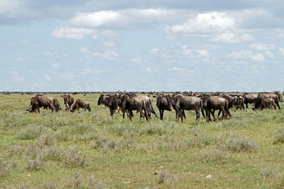 Horses in a field