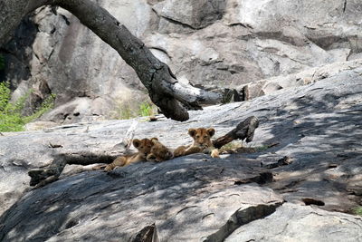 Low angle view of cubs lying on rock