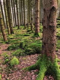 Trees in forest