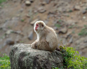 Monkey sitting on rock