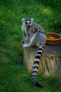 Portrait of cat sitting on land
