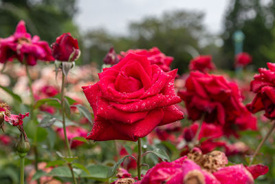 Close-up of red rose