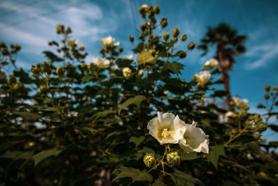 Close-up of white flowering plant against sky