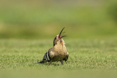 Close-up of bird catching food with mouth open