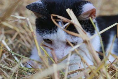 Close-up portrait of a cat