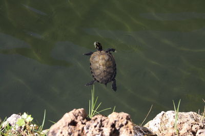 High angle view of bird perching on a lake