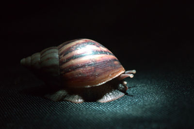 Close-up of snail over black background