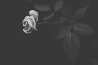 Close-up of flower blooming against black background