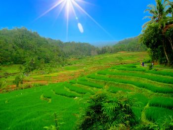 Scenic view of agricultural field against sky