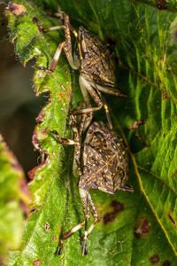 Close-up of insect on leaf