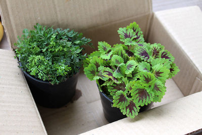 Potted plant in a box