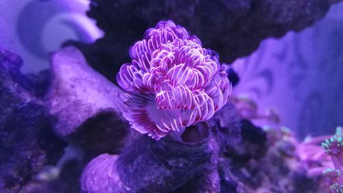 Close-up of purple invertebrate underwater