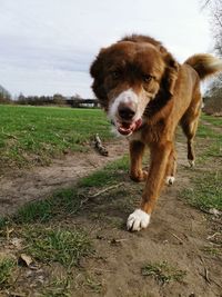 Portrait of dog on field