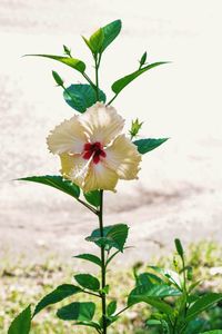 Close-up of flower blooming outdoors