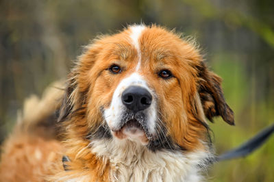 Close-up portrait of a dog