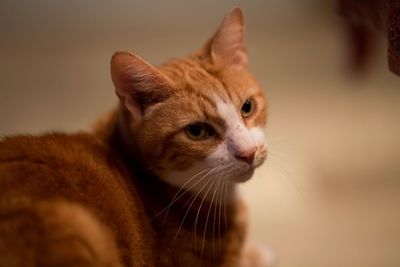 Close-up of cat looking away