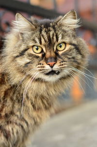 Close-up portrait of cat