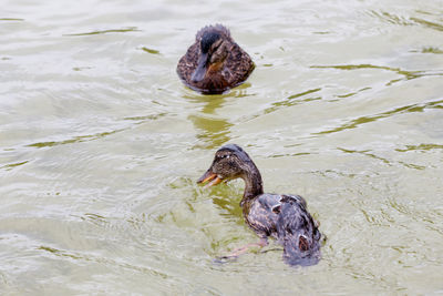 High angle view of duck swimming in lake