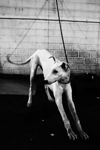 High angle view of dog standing on floor