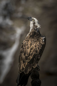 Close-up of eagle perching