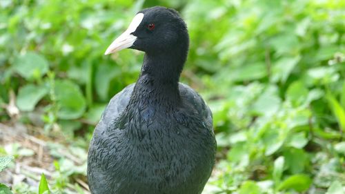 Close-up of bird perching on plant
