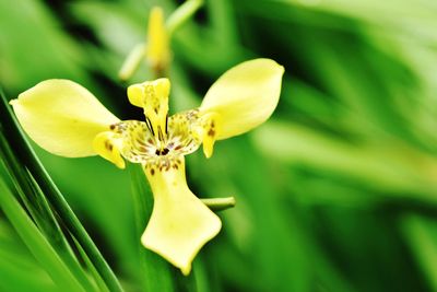 Close-up of yellow flowers