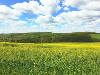 Scenic view of field against sky