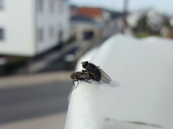 Close-up of insect perching on wall