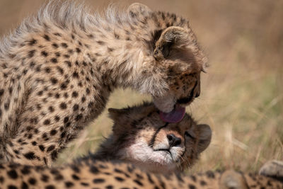 Close-up of cheetahs on field