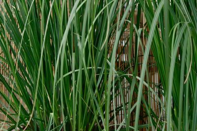 Close-up of crops growing on field