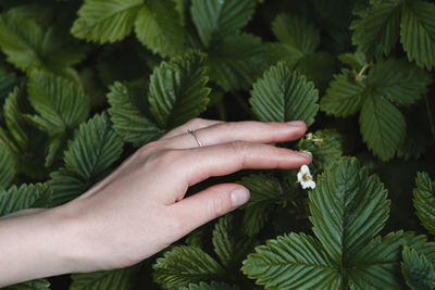 Hand touching little flower of wild strawberry in the forest on sun. leisure summer activities for