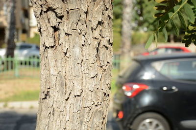 Close-up of tree trunk