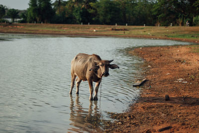 View of drinking water from a lake