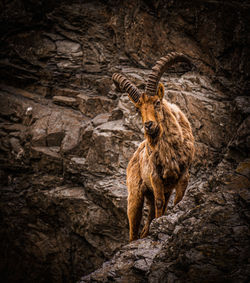 Deer standing on rock