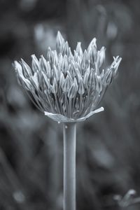 Close-up of flower blooming outdoors